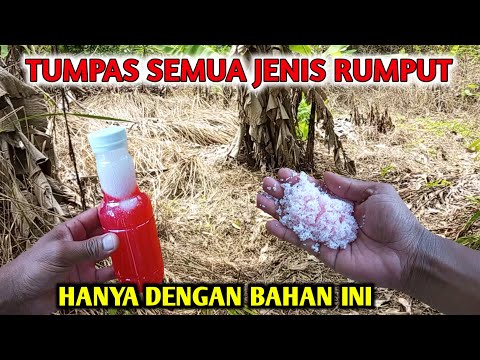 Merah dan membakar Cara membuat herbisida Pembasmi rumput paling ampuh