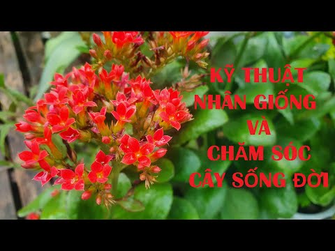 Kỹ thuật nhân giống và chăm sóc cây sống đời