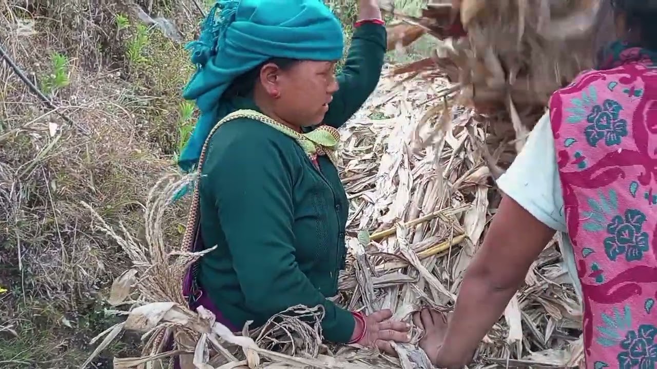 चार नन्द भाउजुले नलठा बाेकदै गाउले जीवन 