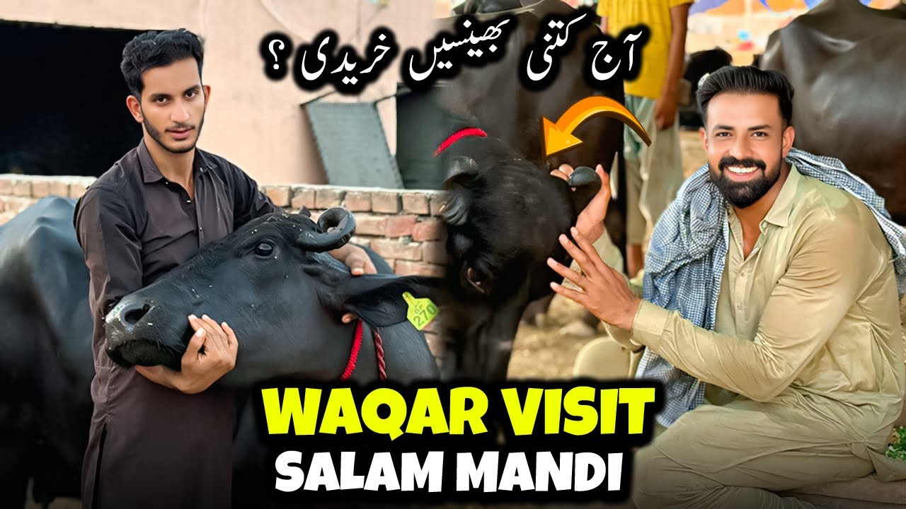 Today Waqar Bhinder Visit Salam Mandi 🐃 | کتنی بھینسیں لے کر آئے اور منڈی کے حالات ؟؟؟