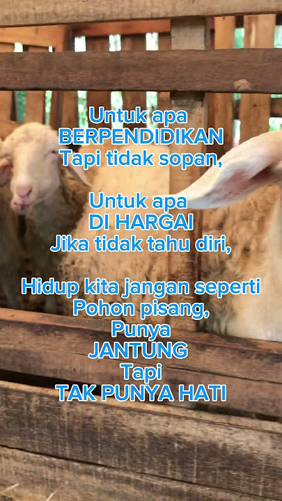 Punya jantung tapi takpunya hati #katakatabijak #motivasi #videoshort #quotes