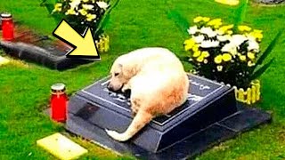 Собака отказывается покидать могилу незнакомца. Когда полиция открывает могилу, они парализованы