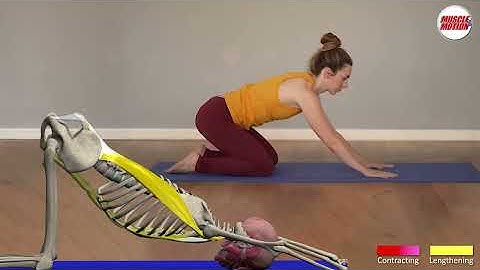 Extended Puppy Pose - Yoga Pose Tutorial by Muscle and Motion