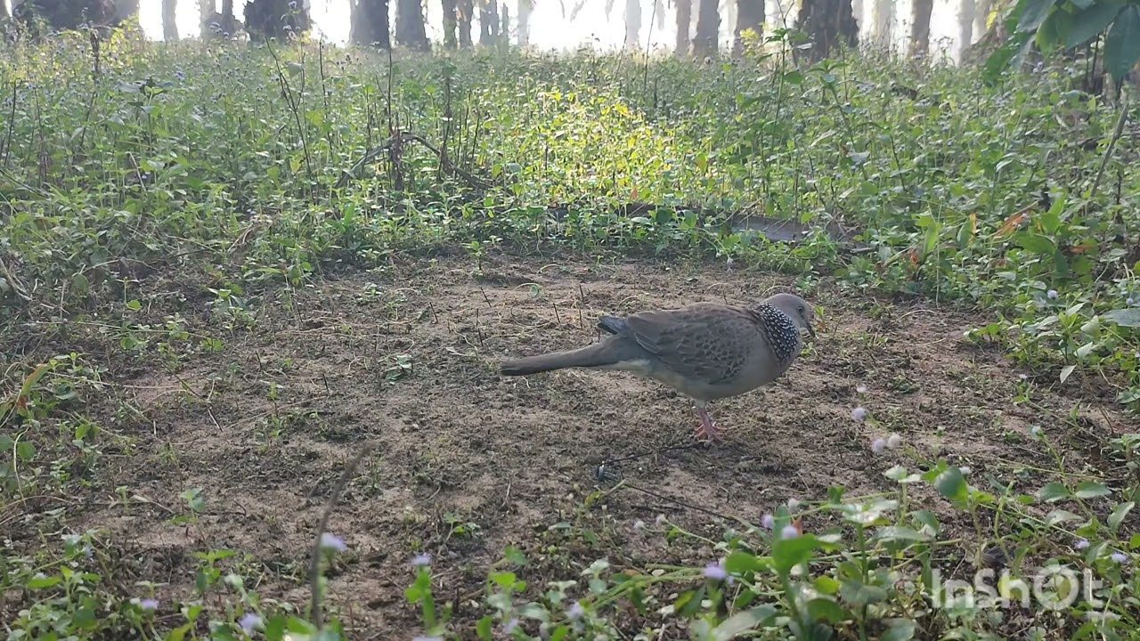 Ajaran mulai mapan ditanah