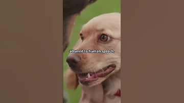 How Dogs Recognize Languages The Amazing Ability To Tell Languages Apart 