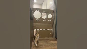 this cat is very clever #cat #shorts #cardboard #hole