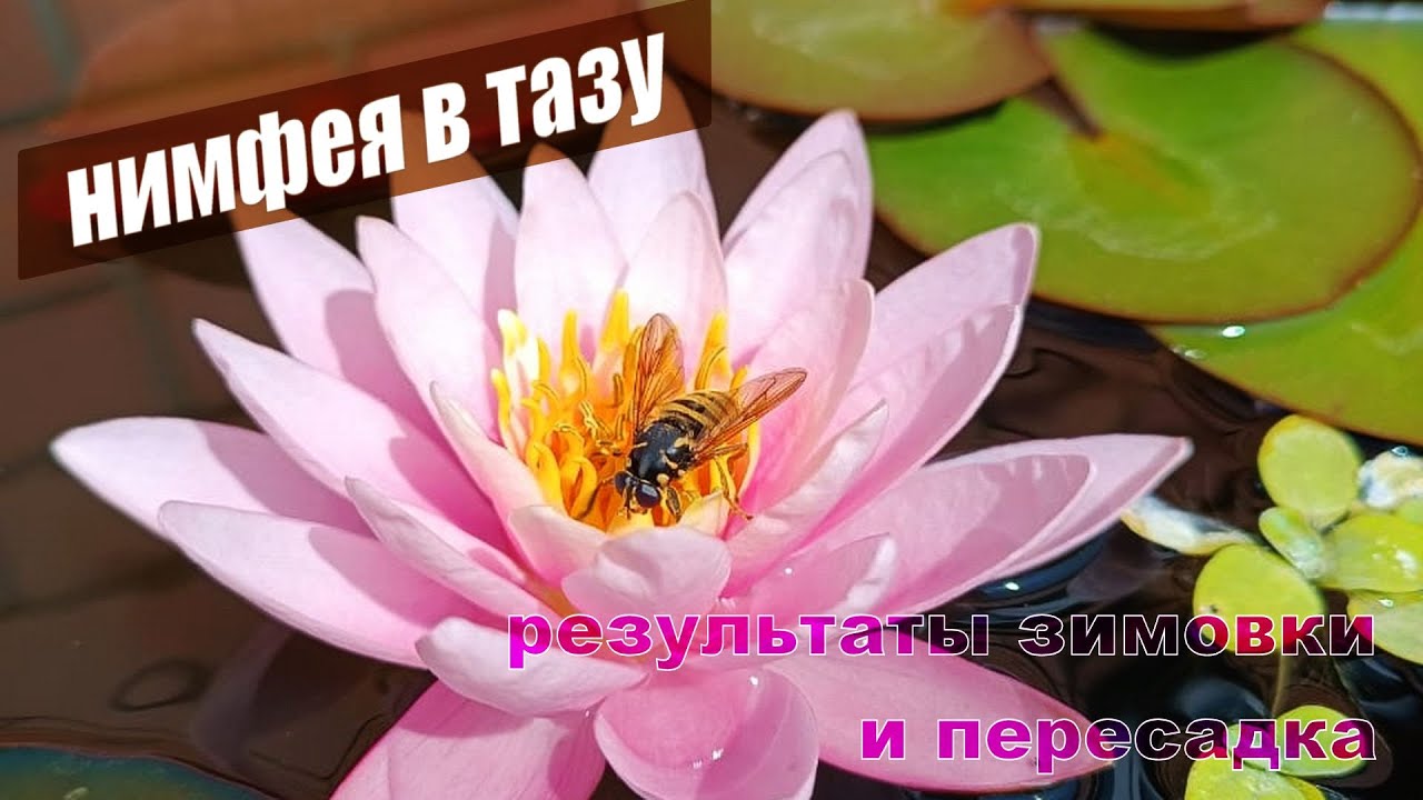 Посадка водяной лилии в подготовленный грунт