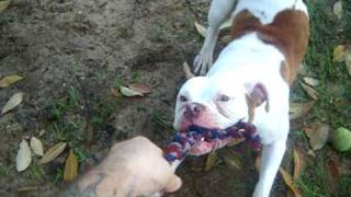 1St Pick Bullies Drama Of Ebk