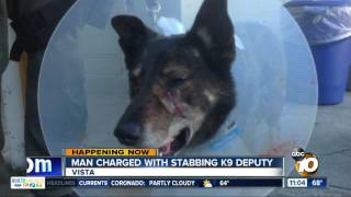Man charged with stabbing K9 deputy