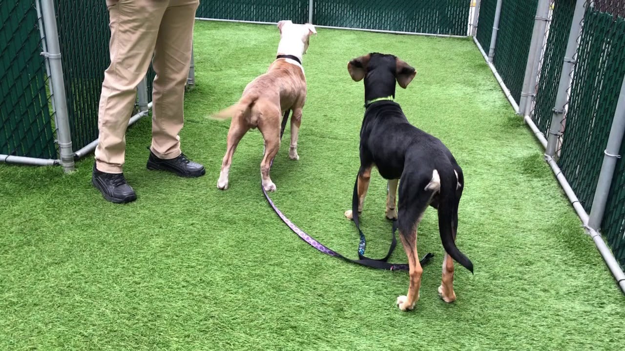 camera iphone 8 plus apk Pluto 61452 and Jazzy 55288 NYCACC