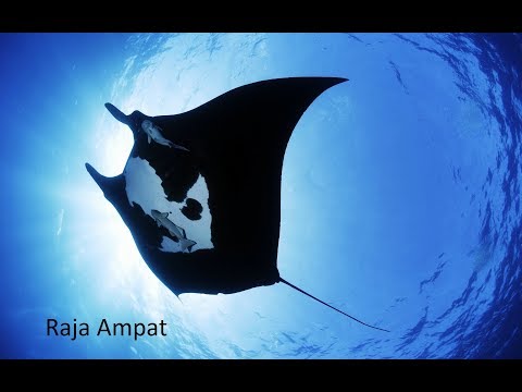 Scuba Diving in Raja Ampat, Indonesia 四王島, 印尼