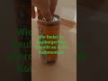 Paulbergerlimo peach test 1#