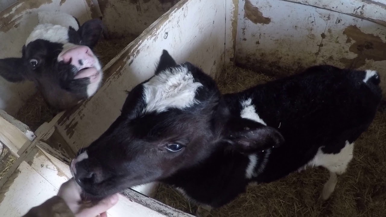 Raising Holstein Steer Calves Youtube