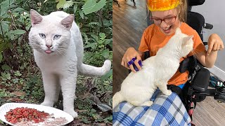 Stray Cat Makes Purrfect Companion for Girl in Wheelchair