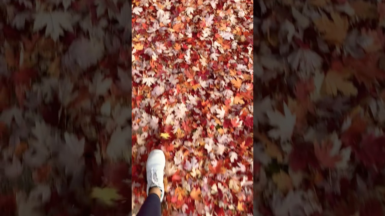 The Feeling of Walking on Fallen Leaves 🍂 