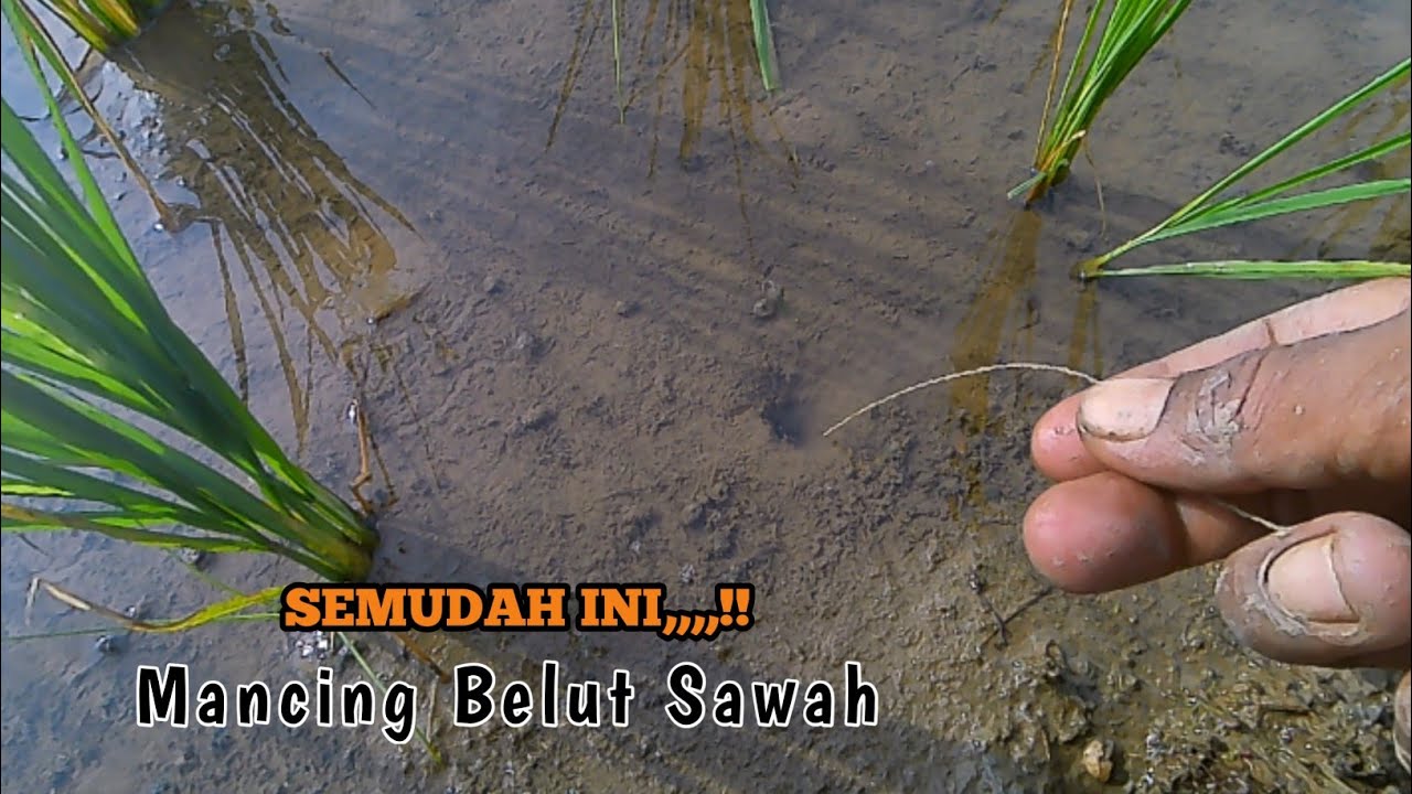 SERU...!! Sangat Mudah,, #mancingbelutsawah #belut 