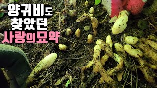 버섯 산행중 땅속을 뚫고나온 천연 비아그라! 일단 한번 먹어봐! 일주일 후 10인용 텐트칩니다! 양귀비도 찾았던 사랑의 묘약! 약초산행!