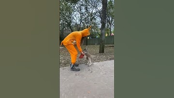 kangaroo.. baby chui vào túi mẹ