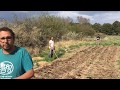 Plantando patatas sin labrar - mejorando el método