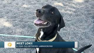 Full Furry Friends: Loki loves long walks and lots of toys! News