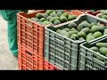 Farming to compete STARVATION.