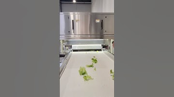 Testing an optical sorter for lettuce