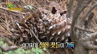 2TV 생생정보 - 하늘과 맞닿은 신비의 열매 ‘잣’을 찾아라!.20161019