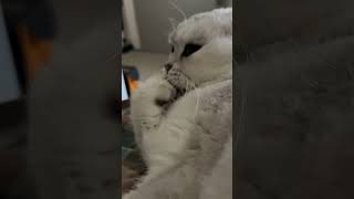 Cat grooming ASMR