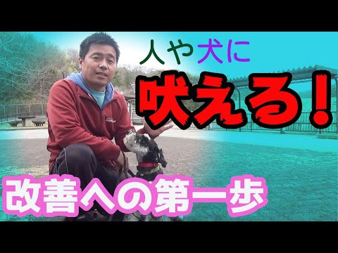 【犬のしつけ 吠える】散歩で人や犬に吠える。問題解決へ簡単に出来る第一歩♪〖犬のしつけ幼稚園@神戸〗byかずま先生
