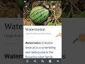 مامعنى بطيخ بالانجليزية مامعنى بطيخ بالانجليزية