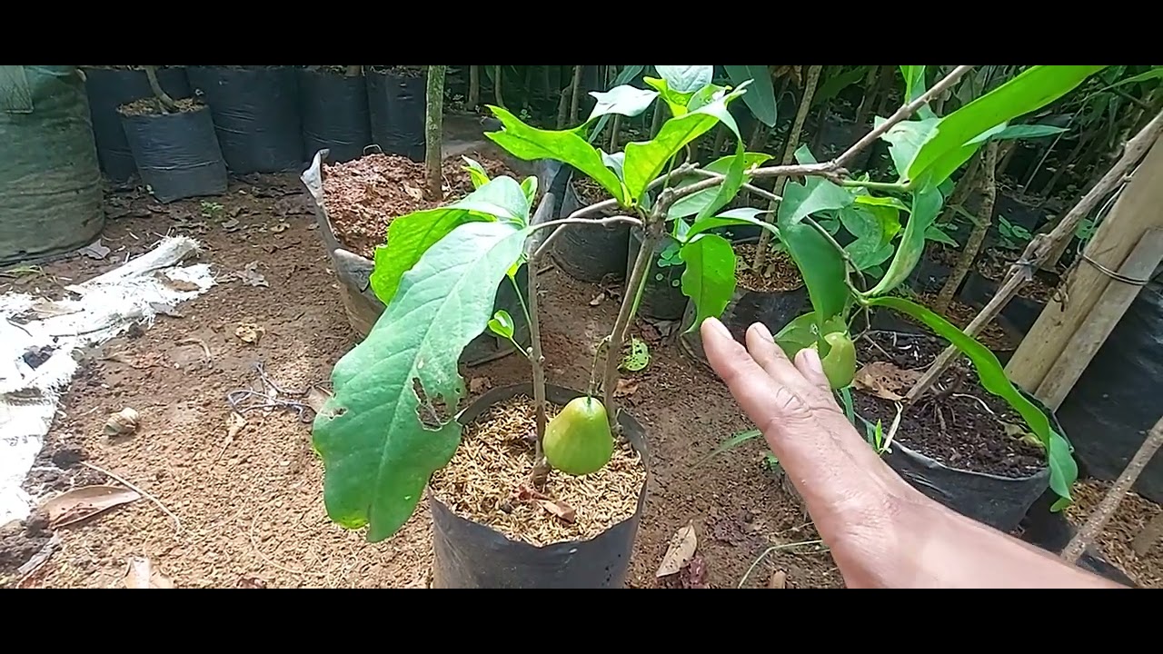 jambu dalhari berbuah dalam pot cepat berbuah