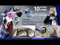 Шерстиваль. Спецвыпуск Новогодний