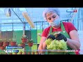 Шемышейские фермеры круглогодично выращивают более 20 сортов салатов и зелени