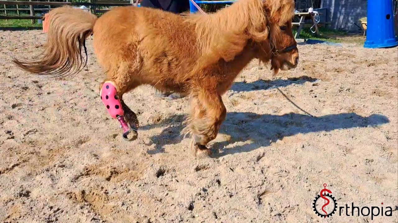 Prothèse pour équidé - Orthopia