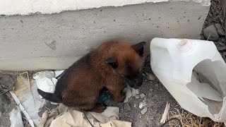 在新疆无人区捡到一个流浪狗，这是啥品种，叫什么名字好呢？