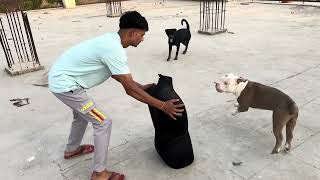 पुतले को समझा इंसान,Prank on pitbull#dogs #ytshorts #deena #funny #puppies #doglover #pitbull