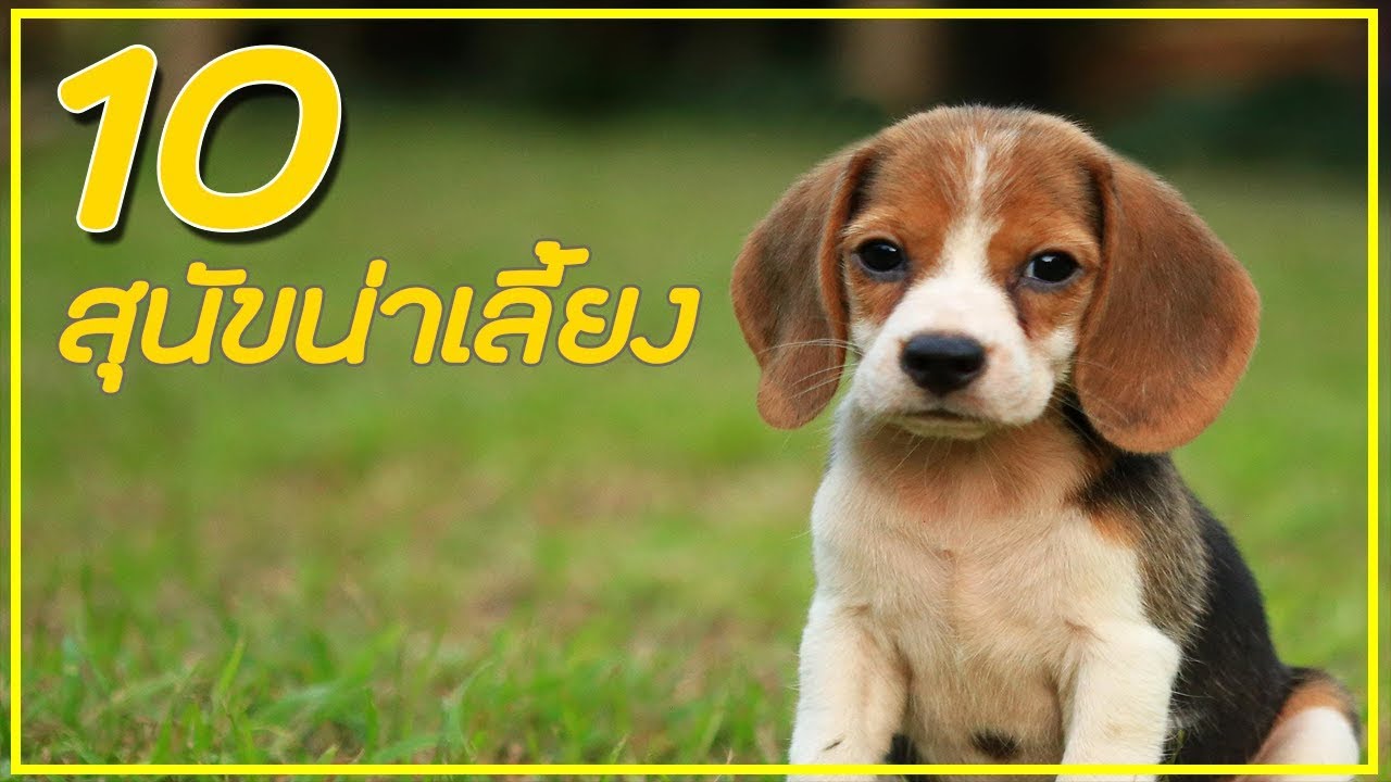 สาย พันธุ์ สุนัข ใหญ่  Update New  10 อันดับ สุนัขที่น่าเลี้ยงที่สุด !!