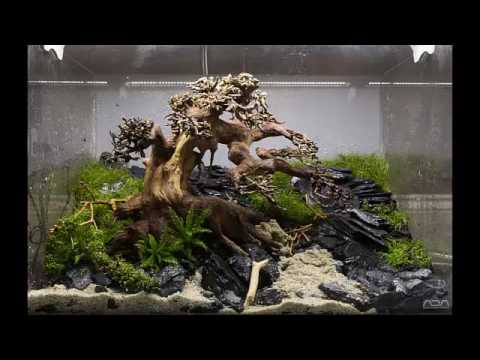 Aquarium moss tree  Bonsai driftwood  Easy aquascape  YouTube