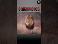 Gujarat's Big Win! 🦁 16th Asiatic Lion Census Completed