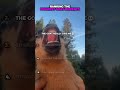 Ranking The Funniest GOAT Moments (PART 1) 🐐😂