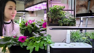 Which Aerogarden System To Buy - Sprout, Harvest, Bounty or Farm?