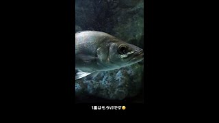 シーバスが嫌いなルアー #shorts