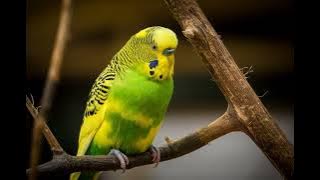 Tropical Bird sounds (audio MP3) HD