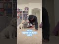 Doing pushups for mental health. #pushupchallenge #positivevibes #motivation #mentalhealth