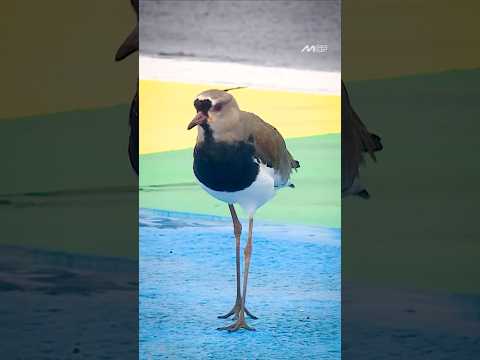 Say hello to our wildest guests yet 👋🦜