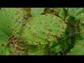 Basidiomycota Part 1: Ustilaginomycotina and Pucciniomycotina (Smuts and Rusts)