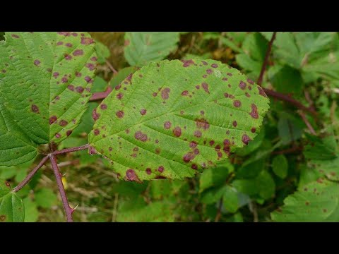 Video: Wat is Puccinnia Allii - Leer oor uie-en-knoffelroessiekte