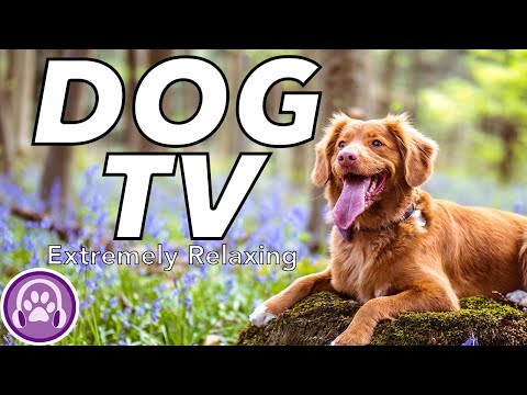 TV for Dogs: Fun and Captivating Videos for Bored Dogs!