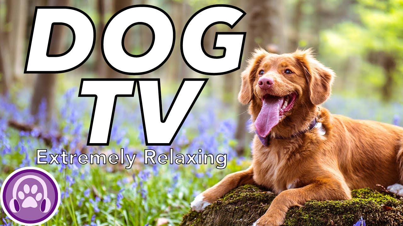 TV for Dogs Fun and Captivating Videos for Bored Dogs! YouTube