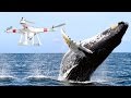 J'AI SURVOLÉ UNE BALEINE EN DRONE !